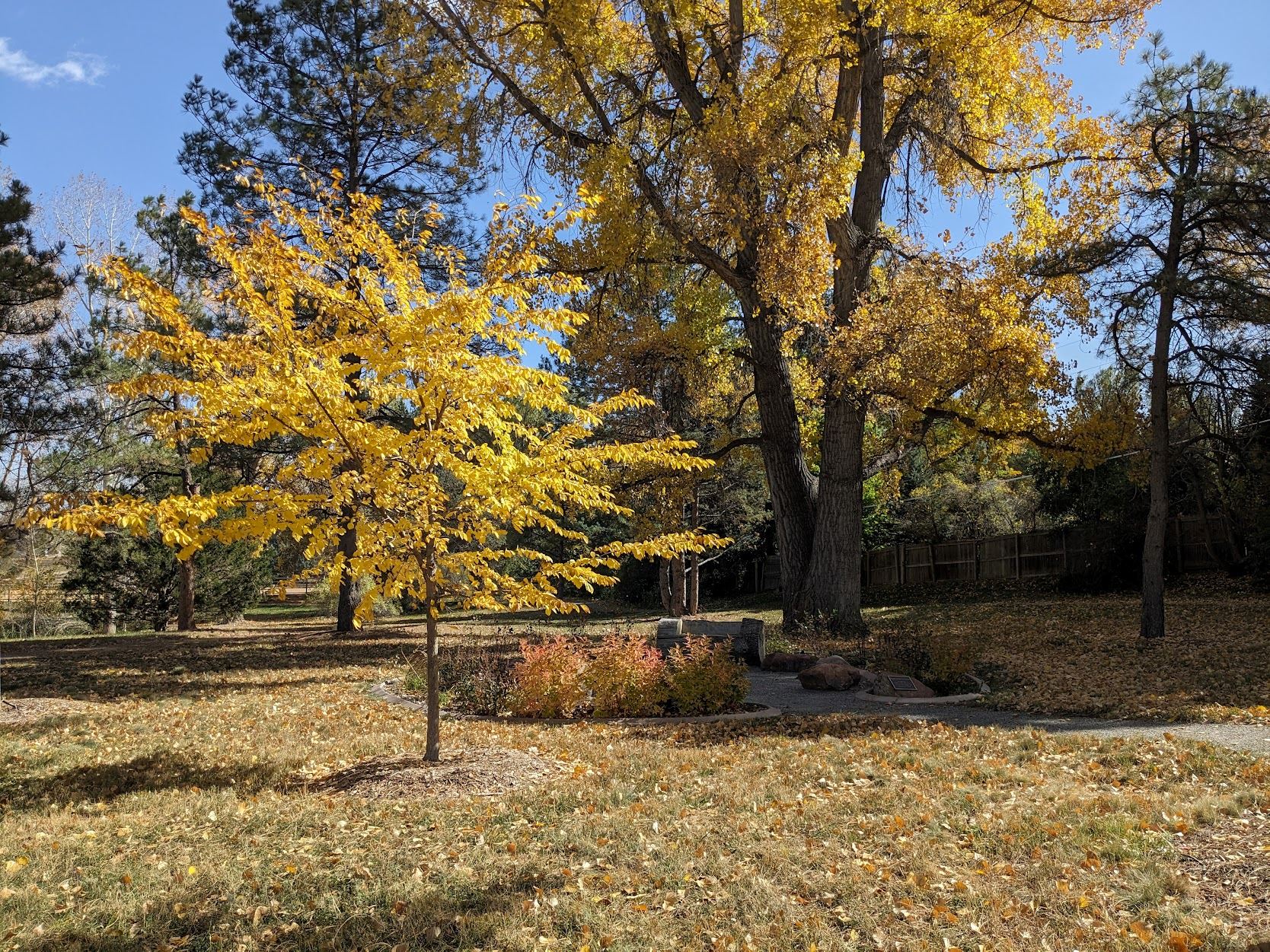 Tree with yellow leaves 